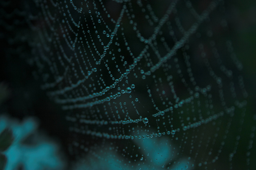 Spiderweb aqua
